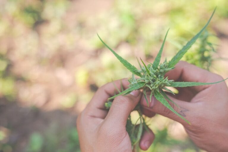 imagem-maconha-noticia